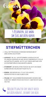5 Pflanzen Die Man Im Juli Aussaen Kann Pflanzen Ziergarten Garten Pflanzen