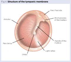 Within a matter of 15 to 17 milliseconds (the latent period), the two small muscles in the middle ear. The Structure And Function Of The Ear And Its Role In Hearing And Balance Nursing Times
