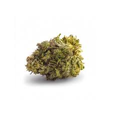 Image result for Grona stolzii