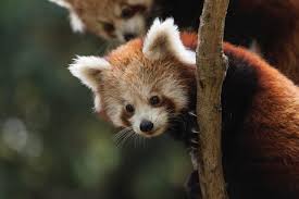 They are 20 to 26 inches (51 to 66 centimeters) long from head to rump, and their tail adds another 10 to 20 inches (25.4 to 51 cm). Red Panda Waza