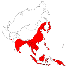 Virus ini berkembang dalam jaringan hati yang merupakan virus ini menular melalui dua cara yaitu pertama melalui vektor berupa hama kutu dan kedua melalui dorman dalam benih kentang. Ensefalitis Jepun Wikipedia Bahasa Melayu Ensiklopedia Bebas