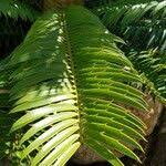 Image result for Encephalartos lebomboensis