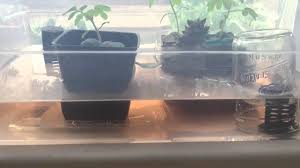 Small Indoor Diy Ebb Flow Hydroponics System Youtube