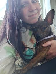 What breed is my chihuahua mixed with?