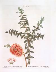 Image result for Melaleuca hypericifolia