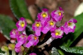 Image result for Polystachya virginea