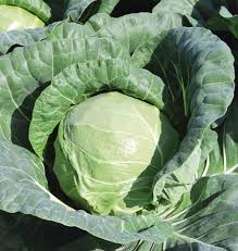 Turn the soil over with a spade or fork, breaking up large clumps and removing any stones. Tiara Cabbage Seeds West Coast Seeds