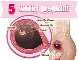 Pin On Weekly Guide To Pregnancy
