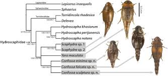 Image result for Phylohydrax