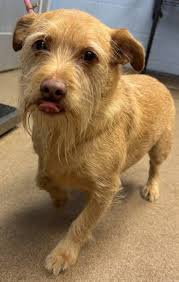 Rehoming 8/9 month old dog in Toccoa Ga due to unexpected size