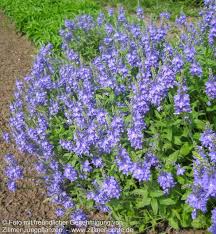 Veronica teucrium 'Shirley Blue'