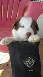 Purebred golden retreiver pups for sale. Border Collie Puppy For Sale In Pahrump Nv Adn 27869 On Puppyfinder Com Gender Female Age 7 Collie Puppies For Sale Puppies For Sale Border Collie Puppies