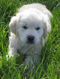 Check spelling or type a new query. Grcs Buying A Puppy