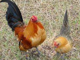 Old English Game Bantams Chicken Breeds Bantam Chicken