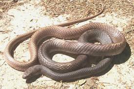 The coachwhip, which includes seven subspecies, often resembles the braided lash of an 18th century british coachman's horsewhip. Eastern Coachwhip Masticophis Flagellum Flagellum