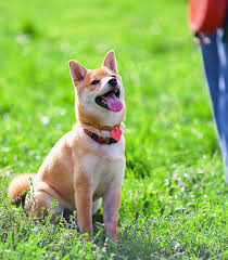 Maybe you would like to learn more about one of these? Sending Your Dog Away For Training Puppy School Pros And Cons The Happy Puppy Site