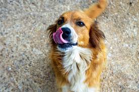 For dogs spayed after their second heat cycle, or not spayed at all, the incidence shoots up to 25% + !!! Marijuana Toxicity In Pets A Growing Problem With Serious Consequences