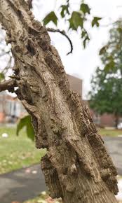 Maybe you would like to learn more about one of these? Uzivatel Jesse Bellemare Na Twitteru Cork Cambium Gone Wild This Cultivar Of Sweetgum Or Liquidambar Styraciflua Brotzmans Corky Shows Extreme Development Of Cork Ridges On Bark Of Young Trees Also Seen On Wild