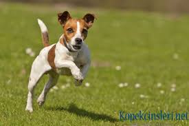 Jack Russell Terrier Ozellikleri