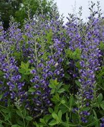 Baptisia How To Grow False Indigo Garden Design In 2020 Landscaping Around House Front Yard Plants Perennials