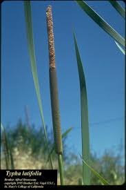 Image result for Typha
