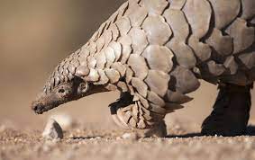 Proposals can spend funds from the community treasury, alter daily png distribution, control the pangolin fee switch, and more! Meet The Pangolin An Adorable Endangered Creature
