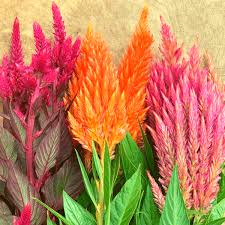 Image result for Celosia richardsiae