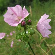 Origin of the nice classification. Malva Moschata Wikipedia