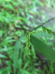 Image result for Echinochloa pyramidalis