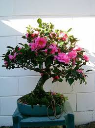Pin On Bonsai