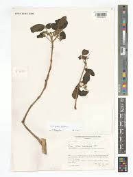 Image result for Nesogenaceae