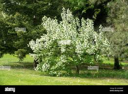 Image result for Sida serratifolia