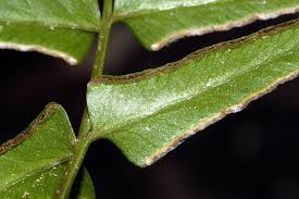 Image result for Lindsaea ensifolia