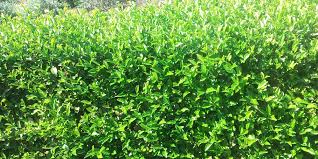 New zealand native plants can be found in gardens throughout the world and it's not hard to see why. Hedges Grow Your Own Privacy