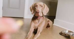 Image result for why is prednisone used for heartworm treatment