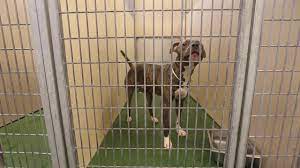 One of the most impactful things you can do right now to help support our mission is to become a foster caregiver. Dogs Crowd Verona St Animal Shelter