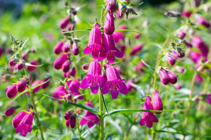 Rock garden penstemon 