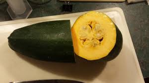 Maybe you would like to learn more about one of these? Zucchini Pumpkin What Happens When You Grow Your Summer And Winter Squash Too Close Together Gardening