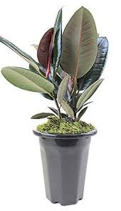 Rubber plant is a bold evergreen that gets its name from the sticky sap that dries into rubber. How To Care For A Rubber Plant Guide To Rubber Tree Plant Care