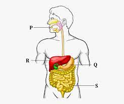 Figure Shows The Human Digestive System Unlabelled Human Digestive System Hd Png Download Kindpng