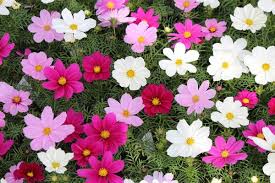 Image result for Cosmos bipinnatus