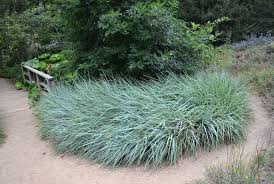 Leymus Condensatus Canyon Prince Dry Shade Plants California Native Plants Grasses Landscaping