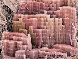 Muscle Electron Microscope Microscopic Photography Microscopic Images