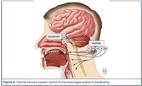 Cranial Nerves Involved With The Pharyngeal Stage Of A Swallow Swallowing Disorder Cranial Nerves Sensory Motor