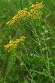 Image result for Rytigynia acuminatissima
