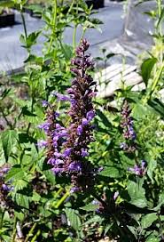 Image result for Indigofera roseo-caerulea
