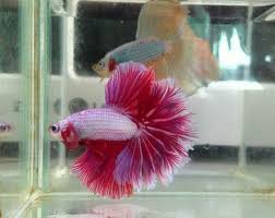 Notice your betta fish changing color? All About Betta Fish January 2014