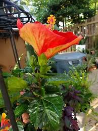 Image result for Hibiscus kirkii