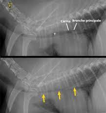 Blogue | Animages | Pour vous guider dans vos diagnostics | Page 13