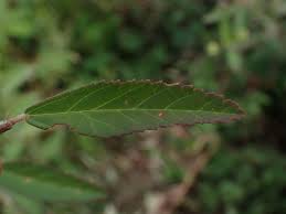 Image result for Sida serratifolia